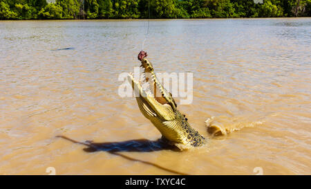 L'alimentation d'un Crocodile d'eau salée dans la rivière Adelaide - Australie - Territoire du Nord Banque D'Images