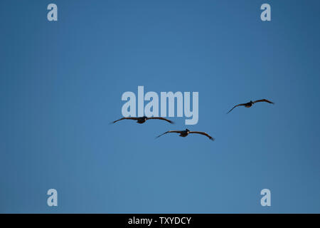 Oiseaux en vol au-dessus de l'Océan Pacifique Banque D'Images