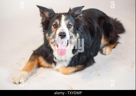 Border Collie adultes portant sur un fond blanc qui a de la boue sur elle de ses pieds. Banque D'Images