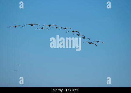 Oiseaux en vol au-dessus de l'Océan Pacifique Banque D'Images