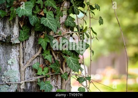 Gros plan des feuilles et des branches sur la peau de l'arbre Banque D'Images