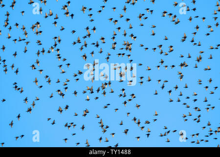 L'étourneau sansonnet en formation de vol (Sturnus vulgaris), migrant vers le nord, Minnesota, USA, par Dominique Braud/Dembinsky Assoc Photo Banque D'Images