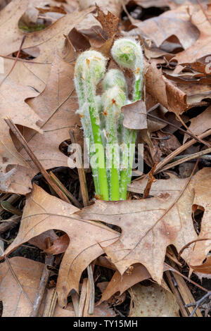 Osmundastrum cinnamomeum osmonde cannelle (frondes) (ou) les crosses de déploiement, au début du printemps, E. USA, par Dominique Braud/Dembinsky Assoc Photo Banque D'Images