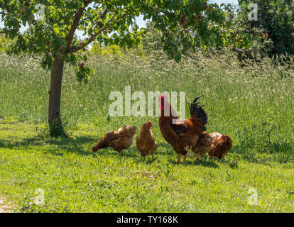 Coq et poules en liberté en Croatie Banque D'Images