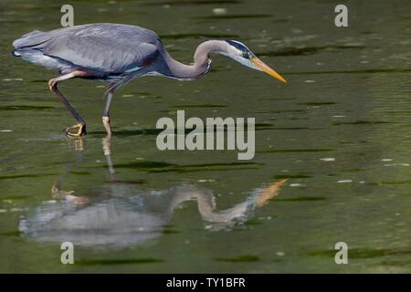 Le grand héron se penche en avant en se refermant sur son prochain repas en eau peu profonde, Witty's Lagoon, l'île de Vancouver, Colombie-Britannique. Banque D'Images