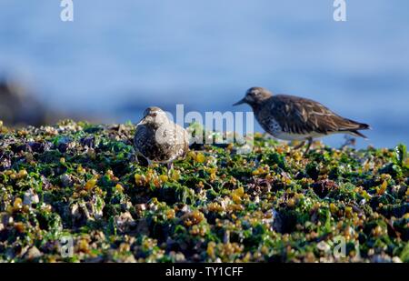 Les tournepierres noirs se nourrissent entre les algues et les balanes sur des rochers à marée basse le long de la côte du sud de l'île de Vancouver, Colombie-Britannique Banque D'Images