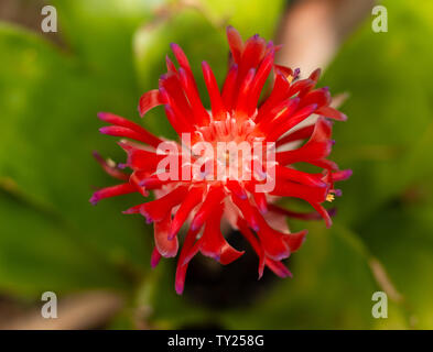 Rouge et mauve Billbergia pyramidalis bromelia bloom, Yucatan, Mexique. Banque D'Images