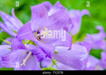 Cultivar pourpre floraison milky bellflower Campanula Lactiflora Prichard's aka variété dans le jardin d'été Banque D'Images