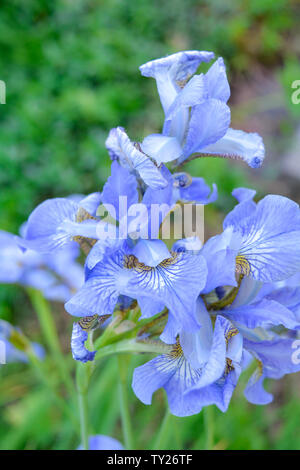 Des fleurs bleu-blanc iris sauvage journée d'été dans le jardin sur un fond vert de l'herbe de prairie Banque D'Images