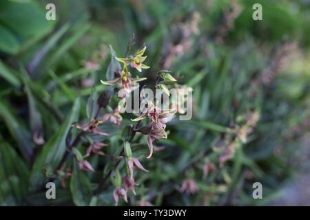 Stream - orchidée Epipactis gigantea plante. Banque D'Images