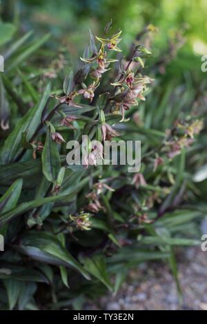 Stream - orchidée Epipactis gigantea plante. Banque D'Images