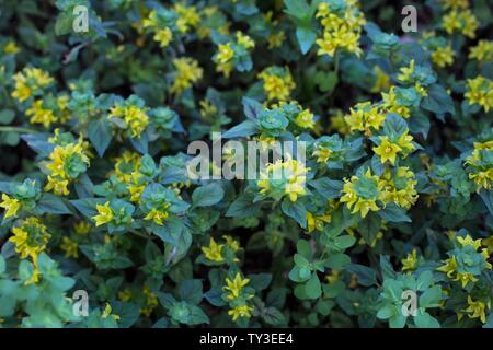 Lysimachia congestiflora 'Persian Carpet' plante couvre-sol. Banque D'Images