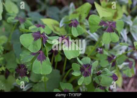 Oxalis tetraphylla Croix de Fer (Bonne chance). Banque D'Images