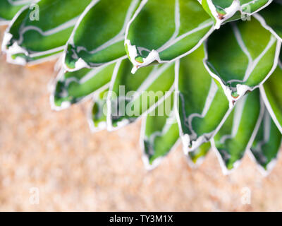 Agave plante succulente, fraîcheur feuilles avec thorn de la reine victoria siècle agave Banque D'Images