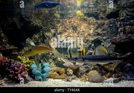 Nage du poisson dans l'aquarium tank Banque D'Images