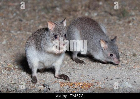 Le rat-kangourou (Aepyprymnus rufescens), plus communément connu sous le nom le bettong creusant, est une petite espèce de passereau de la famille des Potoroidae foun Banque D'Images