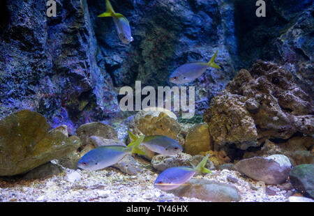 Nage du poisson dans l'aquarium tank Banque D'Images