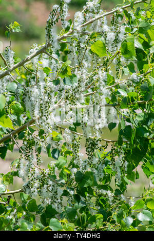 Matin chaud graines causes prêt à se disperser à partir de plaines de chatons arbre peuplier (Populus sargentii), Castle Rock Colorado nous. Banque D'Images