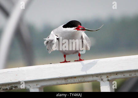 Wesselburenerkoog, Allemagne. 19 Juin, 2019. La sterne arctique est assise sur une balustrade à la barrière de l'Eider à duvet avec un petit poisson dans son bec. Une colonie de sternes côtières et la rivière en ce moment attire les amateurs d'oiseaux à l'Eider à duvet barrière. Les oiseaux de la taille de pigeons nichent leur progéniture juste à côté du terrain de stationnement et permettre ainsi à des aperçus de leur pépinière. (Dpa 'colonie de sternes arctiques à la barrière Eider attire les touristes') Credit : Wolfgang Runge/dpa/Alamy Live News Banque D'Images