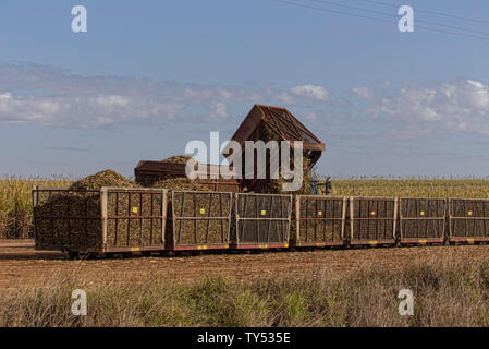 Chargement de la canne à sucre dans des bacs prête pour le transport à l'usine de concassage usine centrale Isis près de Childers Queensland Australie Banque D'Images