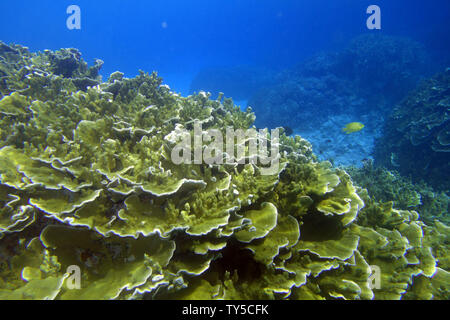 Les coraux sains au sous-marin de l'île éléphant, Lonnoc Bay, Espiritu Santo, Vanuatu Banque D'Images
