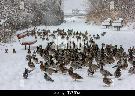 Les canards se sont réunis dans la neige en hiver au lac Burnaby, Vancouver, Colombie-Britannique, Canada, toutes sortes de canards se cacher de la neige. Lan d'hiver Banque D'Images