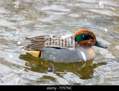 Très beau canard mâle sarcelle nageant dans le lac Burnaby, Colombie-Britannique, Canada. Scène d'hiver avec des chutes de neige et les flocons. Affichage d'oiseau mignon Banque D'Images