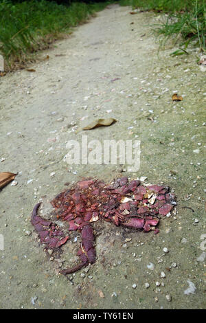 Disparition du crabe de cocotier (Birgus latro) écrasé par un véhicule sur la route, l'île de Malo, Espiritu Santo, Vanuatu Banque D'Images