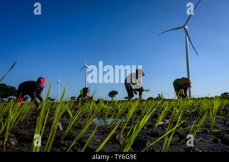 Jeneponto, Indonésie. 23 Juin, 2019. Les résidents sont vus à côté de l'agriculture sur les éoliennes l'énergie éolienne 1Tolo Jeneponto power plant à Sulawesi du Sud.L'Indonésie a déjà deux éoliennes d'une capacité totale de 147 MW et le plus grand en Asie du sud-est. Credit : SOPA/Alamy Images Limited Live News Banque D'Images