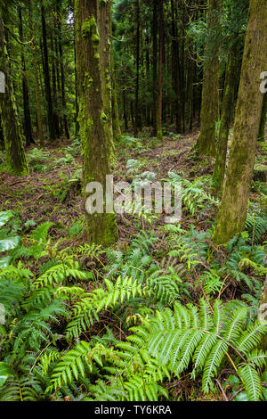 Forêt autour de la lagune d'Hôtellerie sur l'île de São Miguel, Açores, Portugal Banque D'Images