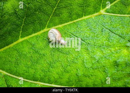 Petit Escargot sur une grande feuille verte montrant la coquille et les veines de la feuille. Banque D'Images