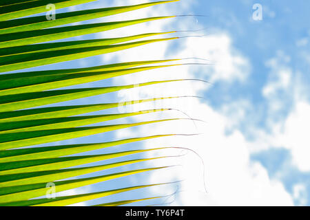 Des feuilles de cocotier contre Ciel bleu sur une journée ensoleillée avec copie Espace. Vacances et Soleil. Banque D'Images