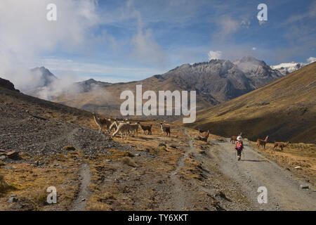 Trekking chez les lamas à la Cordillère Real Traverse, Bolivie Banque D'Images