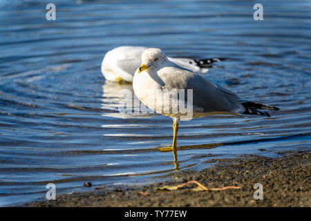 De superbes mouettes se tenant au lac fraîchement décongelé. Superbe vue rapprochée, vous pouvez voir l'anneau rouge autour de l'œil.Plumes grises Bleutées, facture jaune Banque D'Images