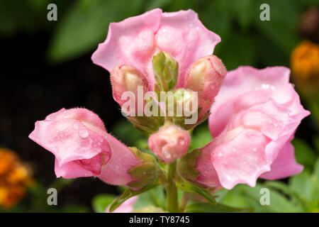 Muflier Antirrhinum majus, fleurs roses en gros plan d'un jardin anglais en été. United Kingdom. Banque D'Images