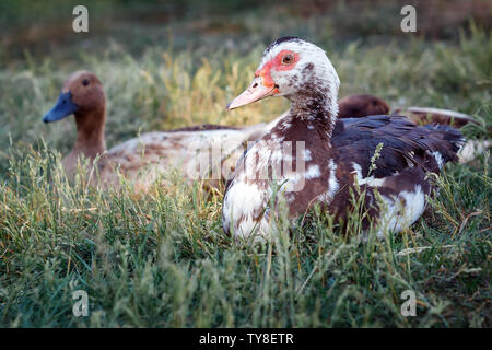 Beau canard musqué se coucher sur l'herbe Banque D'Images