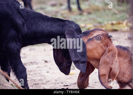 Une chèvre noire et d'un chèvre rouge baiser sur une ferme dans le village. Une mère aime son enfant bouc Chèvre Banque D'Images