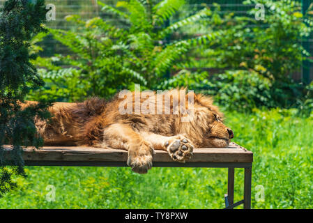 Lion repose dans la chaude journée d'été Banque D'Images