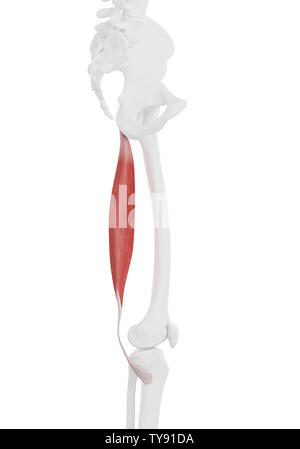 Médicalement en rendu 3d illustration de l'exacte le semitendinosus Banque D'Images