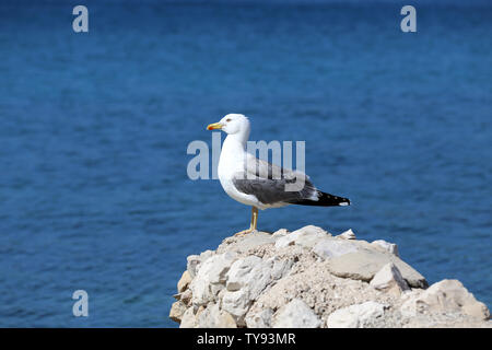 Une mouette se repose sur des rochers près de la rive. Banque D'Images