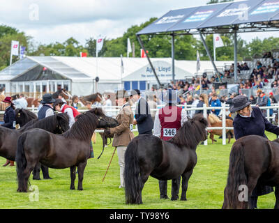 Poney Shetland Show, dans le ring de la Royal Highland Show Banque D'Images