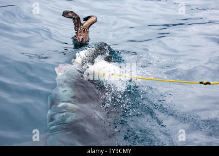 La mouette est venue bien près d'être un accompagnement, lorsque ce grand requin blanc, Carcharodon carcharias, prit un appât flottant lors d'un arrêt d'alimentation Guada Banque D'Images