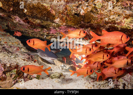 Un jeune whitetip reef shark, Triaenodon obesus, partage une crevasse avec une école de bigscale Myripristis berndti, soldierfish, New York. Banque D'Images