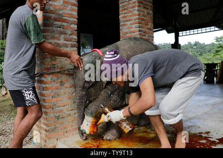 Aceh, Indonésie. 26 Juin, 2019. Les vétérinaires de l'Agence pour la conservation des ressources naturelles d'Aceh (BKSDA) donner des soins médicaux aux blessés un bébé éléphant à Écosystème Leuser à Aceh, Indonésie, 26 juin 2019. Le bébé éléphant blessé a été retrouvé avec des blessures sur sa patte avant gauche après avoir été piégés par les chasseurs dans l'Est de l'Aceh. Credit : Junaidi/Xinhua/Alamy Live News Banque D'Images