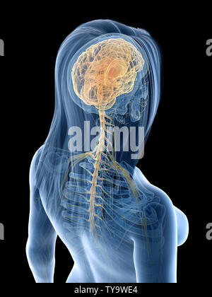 Médicalement en rendu 3d illustration d'un précise les femelles nerfs et le cerveau Banque D'Images