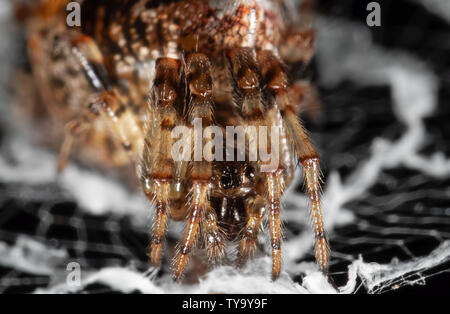 Macro Photographie d'araignées sont sur le Web Banque D'Images