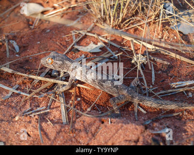 Le nord de tortue à queue Gecko (Strophurus Ciliaris) dans le désert de l'outback à distance dans le nord de l'Australie. Banque D'Images