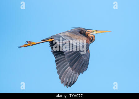 Close up isolés d'un héron pourpre oiseau en vol- Delta du Danube en Roumanie Banque D'Images