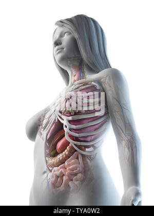 Médicalement en rendu 3d illustration d'un précise les femmes les organes internes Banque D'Images