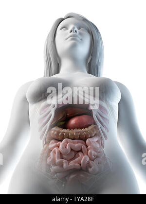 Médicalement en rendu 3d illustration d'un précis des organes abdominaux femelles Banque D'Images